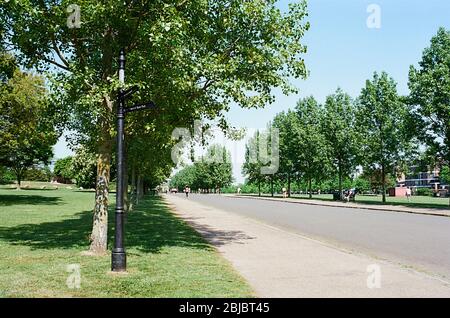 Von Bäumen gesäumte Allee im Finsbury Park, im Norden Londons, im späten Frühjahr Stockfoto