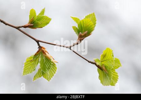 Buche Blätter ( Fagus sylvatica ) Eröffnung im Frühjahr - UK Stockfoto