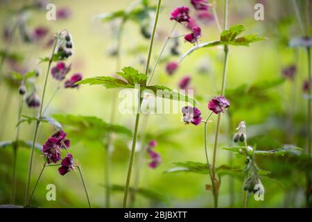 Geranium phaeum oder Dusky Cranesbill Blüte im Frühjahr - UK Stockfoto