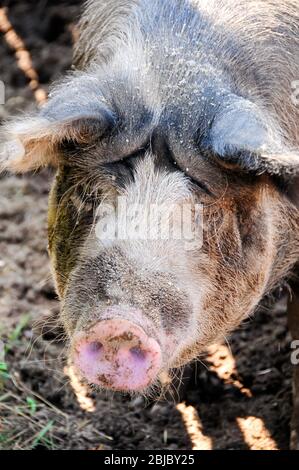 Nahaufnahme eines Schweins auf einem Bauernhof mit einer rosa Schnauze Stockfoto