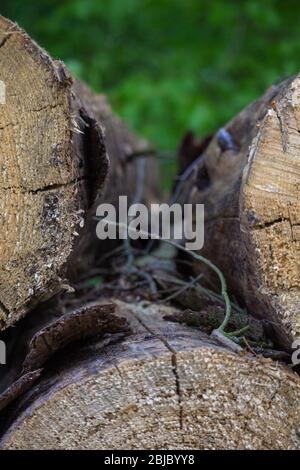 Holzreste zwischen zwei gestapelten Baumstämmen warten darauf, im Wald aufgenommen zu werden Stockfoto