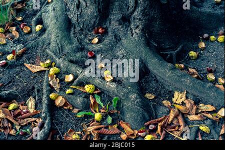 Eicheln unter der Eiche im Herbst Stockfoto