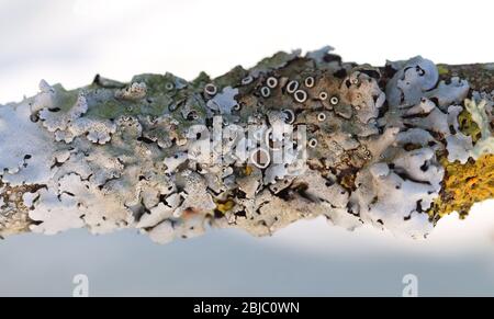 Nahaufnahme von Lichen auf einem Zweig Stockfoto