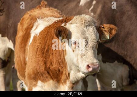 Junge Ochsen auf einem Feld in Crail, Fife, Schottland Stockfoto