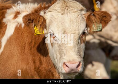 Junge Ochsen auf einem Feld in Crail, Fife, Schottland Stockfoto