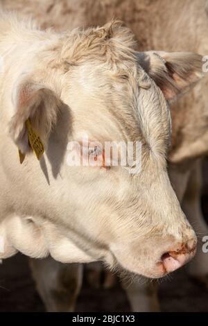 Junge Ochsen auf einem Feld in Crail, Fife, Schottland Stockfoto