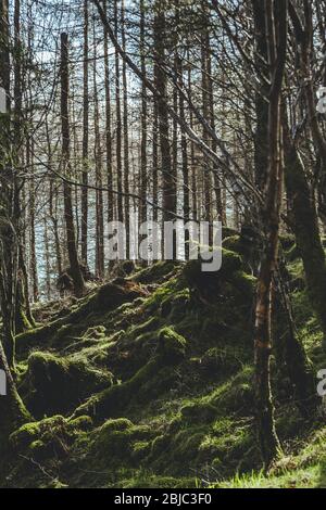 Moosklumpen auf dem Boden und Baumbasis in einem Wald auf der Isle of Skye in Schottland, Großbritannien Stockfoto