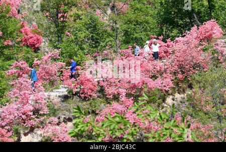 Ruyang, Chinas Provinz Henan. April 2020. Touristen sehen am 28. April 2020 blühende Rhododendren auf dem Xitaishan Berg im Ruyang Bezirk, der zentralchinesischen Provinz Henan. Kredit: Zhu Xiang/Xinhua/Alamy Live News Stockfoto