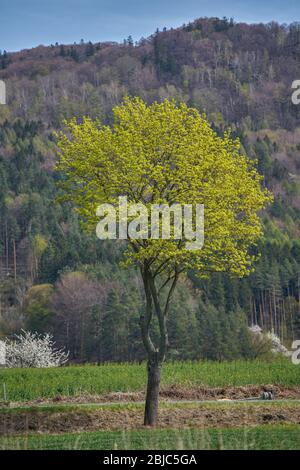 Niederschlesische Frühling ländliche Landschaft Stockfoto