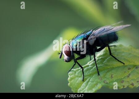 Lucilia sericata - grüne Fliege Stockfoto