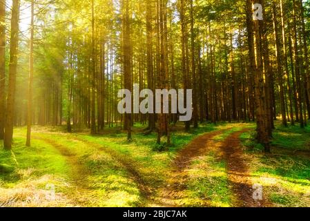 Schöner grüner Wald mit Sonnenstrahlen, die durch Bäume kommen Stockfoto