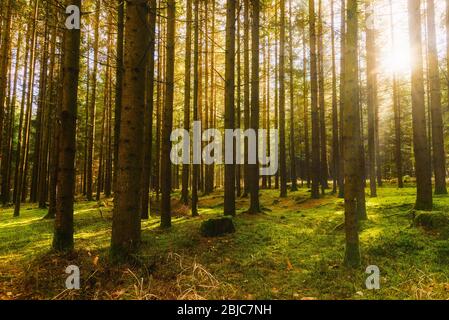 Schöner grüner Wald mit Sonnenstrahlen, die durch Bäume kommen Stockfoto