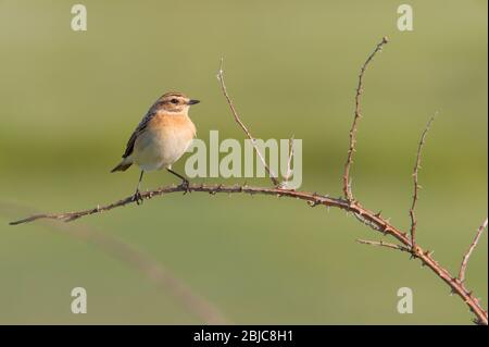 Profil eines weiblichen Whinchats, Saxicola rubetra, auf EINEM Bramble Zweig gegen EINEN diffusen grünen Hintergrund sitzend. Aufgenommen bei Stanpit Marsh UK Stockfoto