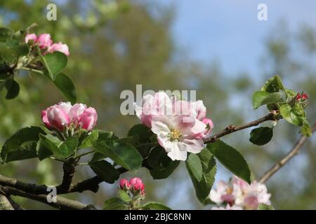 Nahaufnahme von rosa und roten Blüten und grünen Blättern an einem kleinen Zweig eines Bramley Apfelbaums, Malus domestica, in einem Garten in der Sonne an einem Frühlingstag. Stockfoto