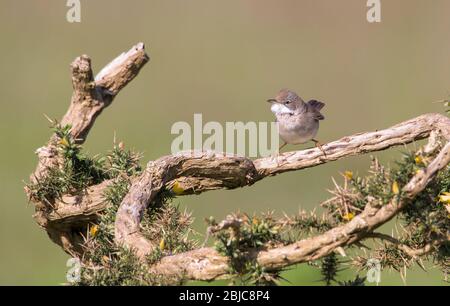 Sylvia Communis, eine gewöhnliche Whitethroat-Singvogel-Vogelin, in einer aggressiven Haltung gegenüber einem alten Gorse Bush, der sein Territorium verteidigt. Aufgenommen bei Stanpit Marsh UK Stockfoto