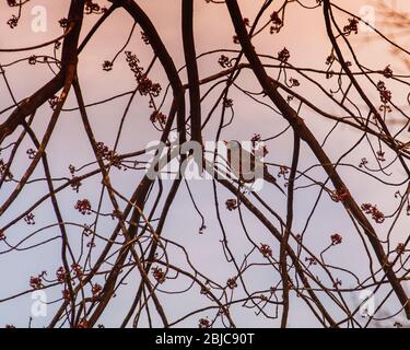 Ein Rotkehlchen pausiert an einem neu aufkeimenden Baumzweig in einem frühen Frühlingsabend in New England. Stockfoto