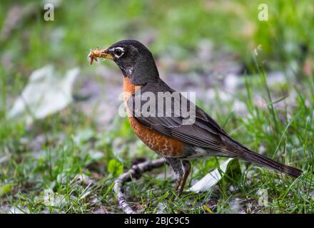 American Robin auf Nahrungssuche im Gras Stockfoto