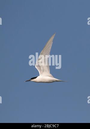 Profil einer Sandwichterne, Sterna Sandvicensis,mit verlängerten Flügeln, die vor EINEM Hintergrund des blauen Himmels fliegen. Aufgenommen bei Stanpit Marsh UK Stockfoto