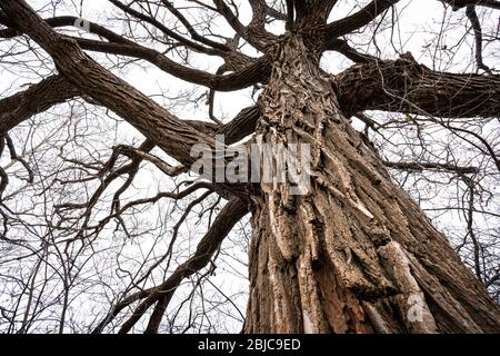 Alter und riesiger Baum im Frühling in einem Park. Stockfoto