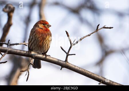 Männlicher Hausfink in einem Baum in der Nähe von Vogelfutterhäuschen Stockfoto