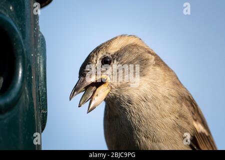 Weiblicher Haussperling, der Sonnenblumenkerne isst Stockfoto