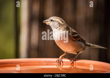 Weiblicher Haussperling, der im Vogelbad trinkt Stockfoto