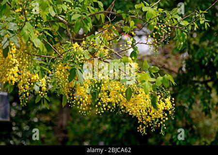 Cassia fistula, allgemein bekannt als Golddusche, Forging Cassia, indischen Laburnum oder Puddingpfeifenbaum, ist eine blühende Pflanze in der Unterfamilie, Caesalp Stockfoto