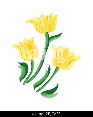 Tulpen isoliert auf weißem Hintergrund. Gelbe Tulpen blühen Stock Vektor
