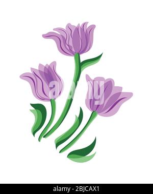 Lila Tulpen auf weißem Hintergrund isoliert. Lila gefärbte Tulpen Stock Vektor