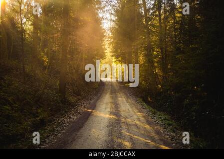 Schöner grüner Wald mit Sonnenstrahlen, die durch Bäume kommen Stockfoto