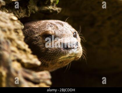 Ein Gepunkteter Otter zieht sich vorsichtig vom Eingang zu Hit's Den oder holt. Diese kleinen Otter sind spezialisierte Fischfresser und auf klare Fre angewiesen Stockfoto