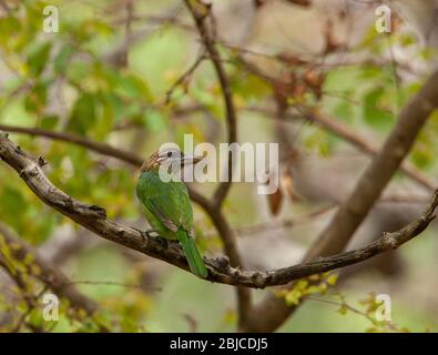 Braunköpfiger Barbet auf Baum sitzend (fotografiert im BR Hills Sanctuary, Indien) Stockfoto