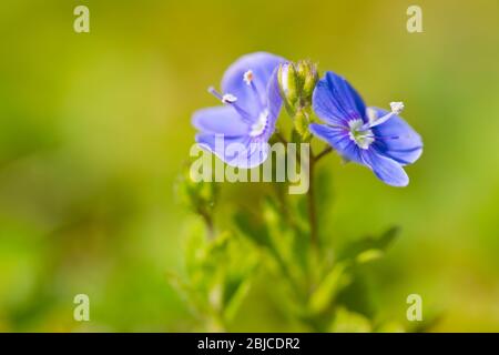 Viola odorata oder Holz violett oder süß violett oder gemeinsam Violett Stockfoto