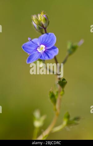 Viola odorata oder Holz violett oder süß violett oder gemeinsam Violett Stockfoto