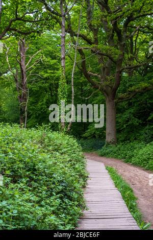 Pfad durch Ruislip Woods, London Borough of Hillingdon, Großbritannien. Wald ist ein alter Wald und ist ein Ort von besonderem wissenschaftlichen Interesse. Stockfoto