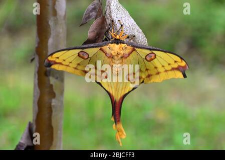 Nahaufnahme von männlichem Komet Moth oder madagassischer Mondmotte (Argema mittreii), die auf ihrem Kokon stehen. Ranomafana Nationalpark, Madagaskar Stockfoto