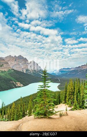 Peyto Lake in den kanadischen Rockies, Alberta, Kanada Stockfoto