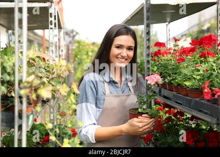 Hübsche junge Floristin hält Topf mit rosa Blume im Gewächshaus Stockfoto