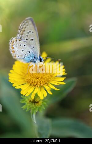 Schmetterling Common Blue auf gelbe Blume im Feld, bunte Schmetterling auf Blume, gemeinsame blau auf gelbe Blume Makro, Wildtiere Insekt, Insekt auf Blume Stockfoto