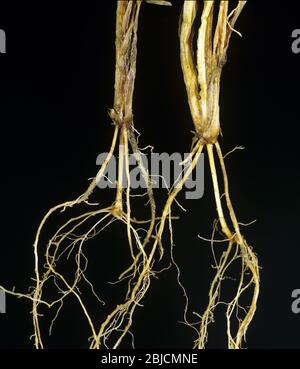 Rosa Schneeform (Monographella nivalis) & komplexe Krankheit auf Sämling Weizenwurzeln & Stammbasis Stockfoto