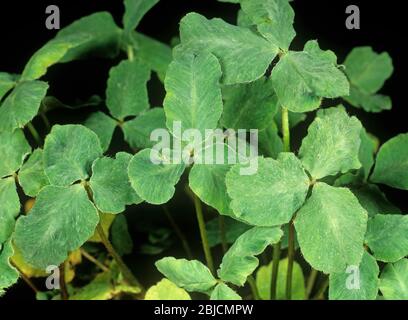 Unterirdischer Klee Stunt Virus Schaden (SCSV) und Verzerrung zu rotem Klee (Trifolium pratense) Blätter Stockfoto