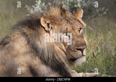 Männlicher Löwe im Etosha Nationalpark, liegend und mit seinen gelben Augen auf mich starrend. Sieht aus wie eine entzückende Katze. Beute des Löwen ist Impala, Zebra Gnus Stockfoto