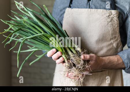 Junger Mann in rustikaler Schürze mit einem Bündel grüner Zwiebeln. Gesundes, vegetarisches und Bio-Bauernkost-Konzept. Stockfoto