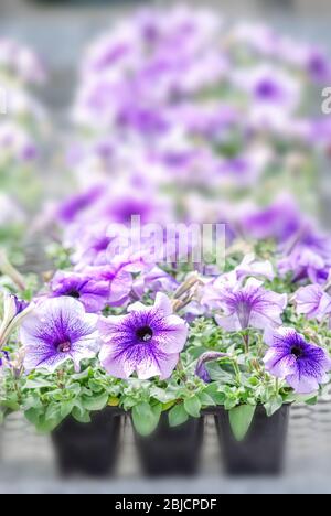 Bunte Blumen, Petunia Grandiflora ist die populärste Vielzahl von Petunia, mit großen Einzel- oder Doppelzimmer Blumen, die Dämme der farbenfrohen Feste, Stockfoto