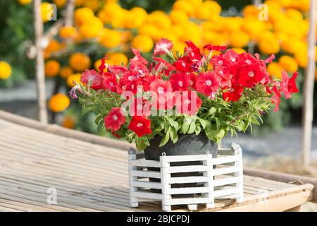 Rote Petunia Blüten blühen im Garten, rote Blüten, selektiver Fokus Stockfoto