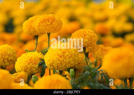 Orange Tagetes Blumenfelder, selektiven Fokus Stockfoto