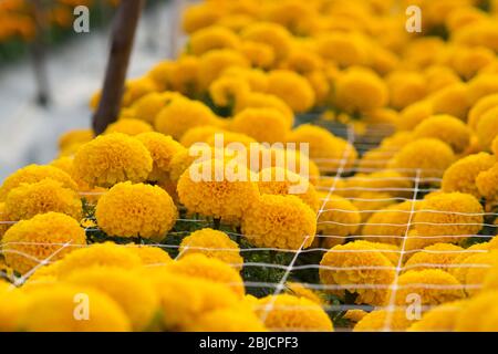 Orange Tagetes Blumenfelder, selektiven Fokus Stockfoto
