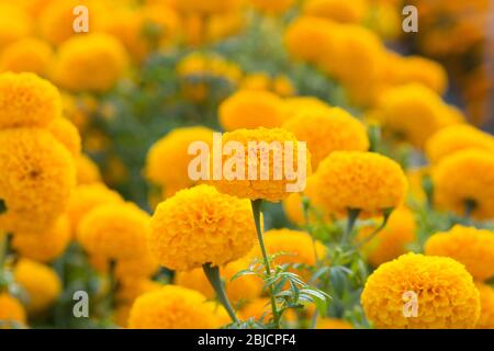 Orange Tagetes Blumenfelder, selektiven Fokus Stockfoto