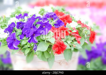 Bunte Blumen, Petunia Grandiflora ist die populärste Vielzahl von Petunia, mit großen Einzel- oder Doppelzimmer Blumen, die Dämme der farbenfrohen Feste, Stockfoto