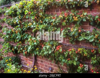 Espalier espaliered Apfelbaum mit reichlich Obst in der Küche Garten gegen eine rustikale rote Backsteinwand in späten Nachmittag Sonnenlicht unterstützt Stockfoto